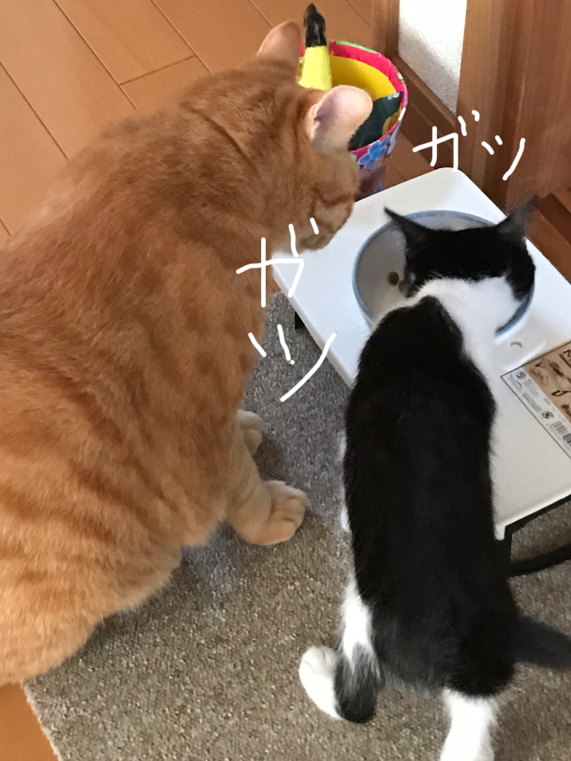 横取り-1