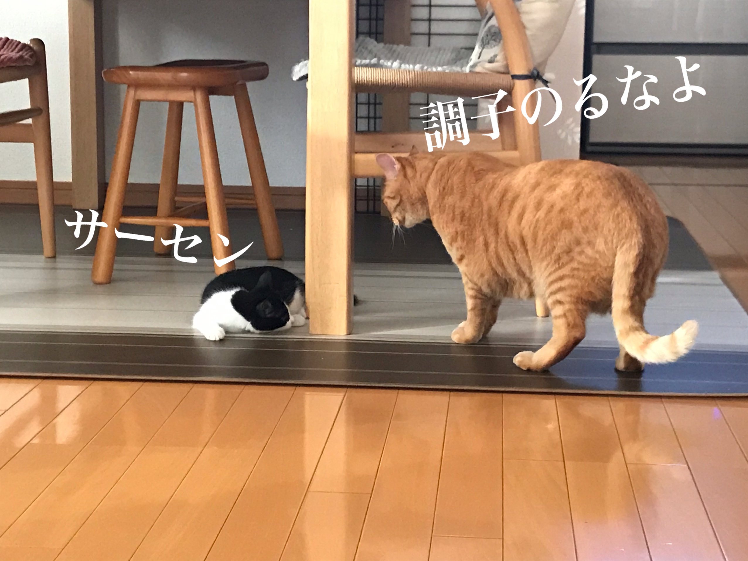 横取り-3