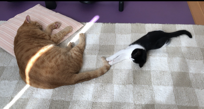 ねこが転じて福となす