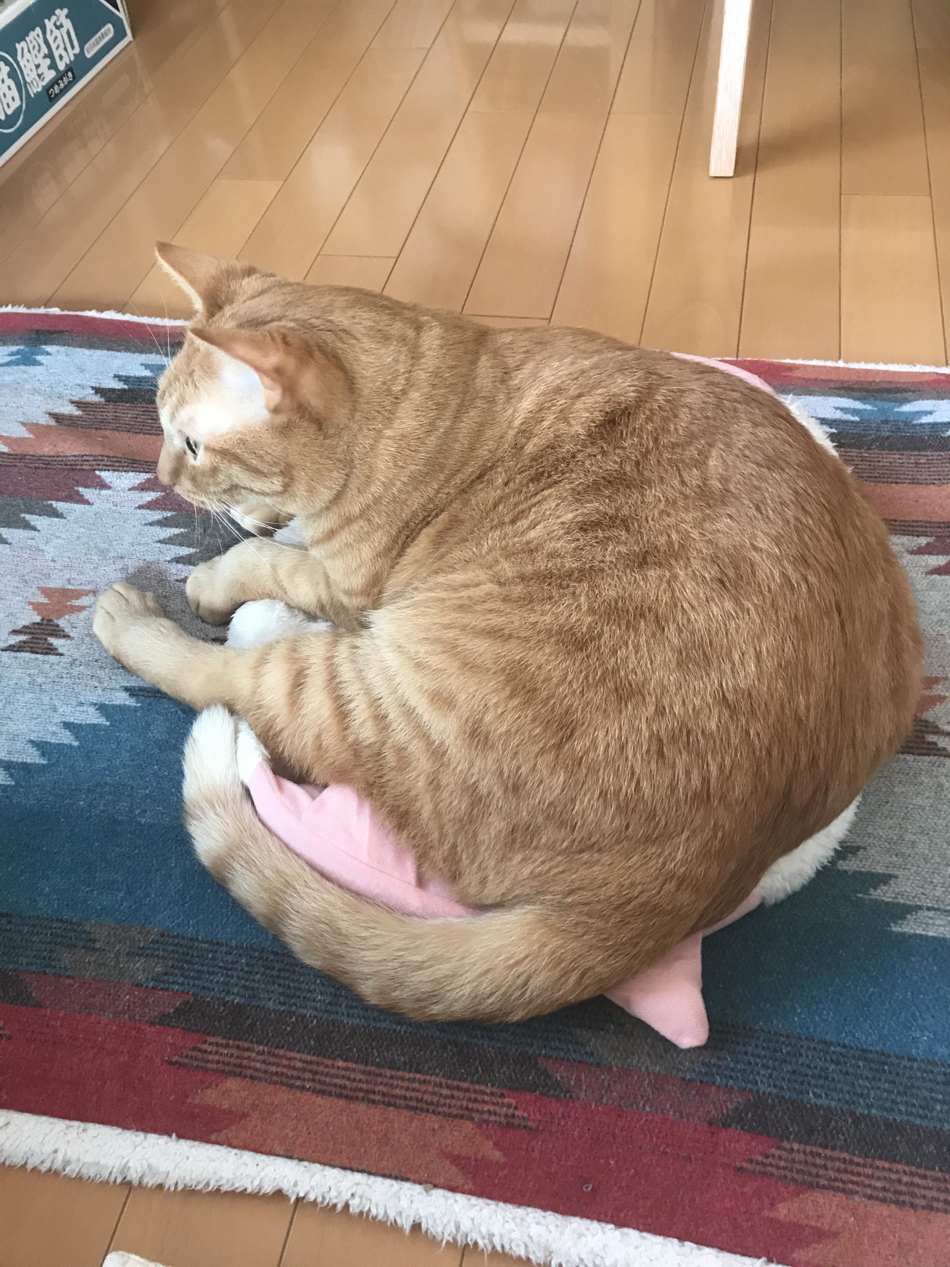 ねこベッド.1