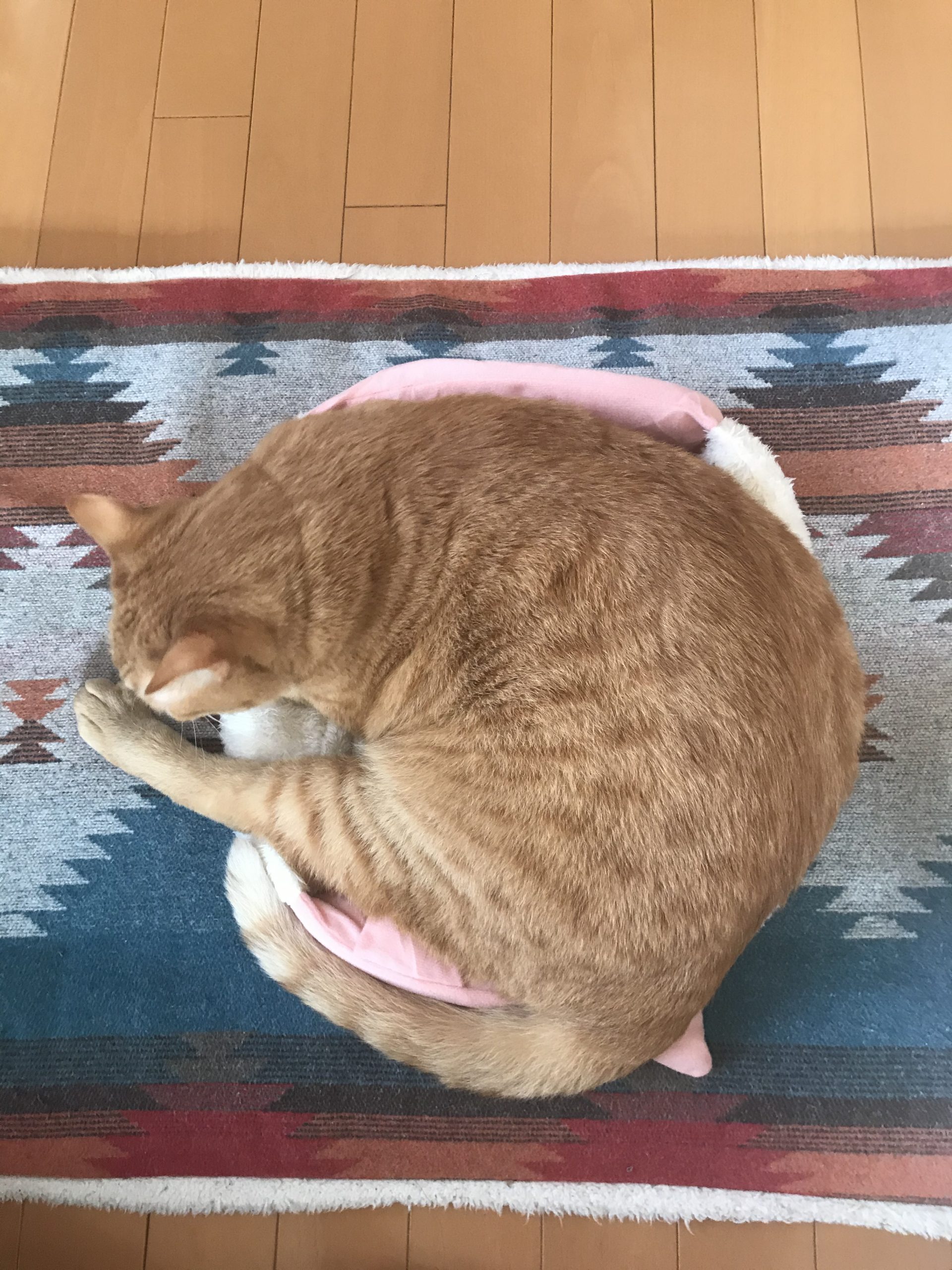 ねこベッド.2