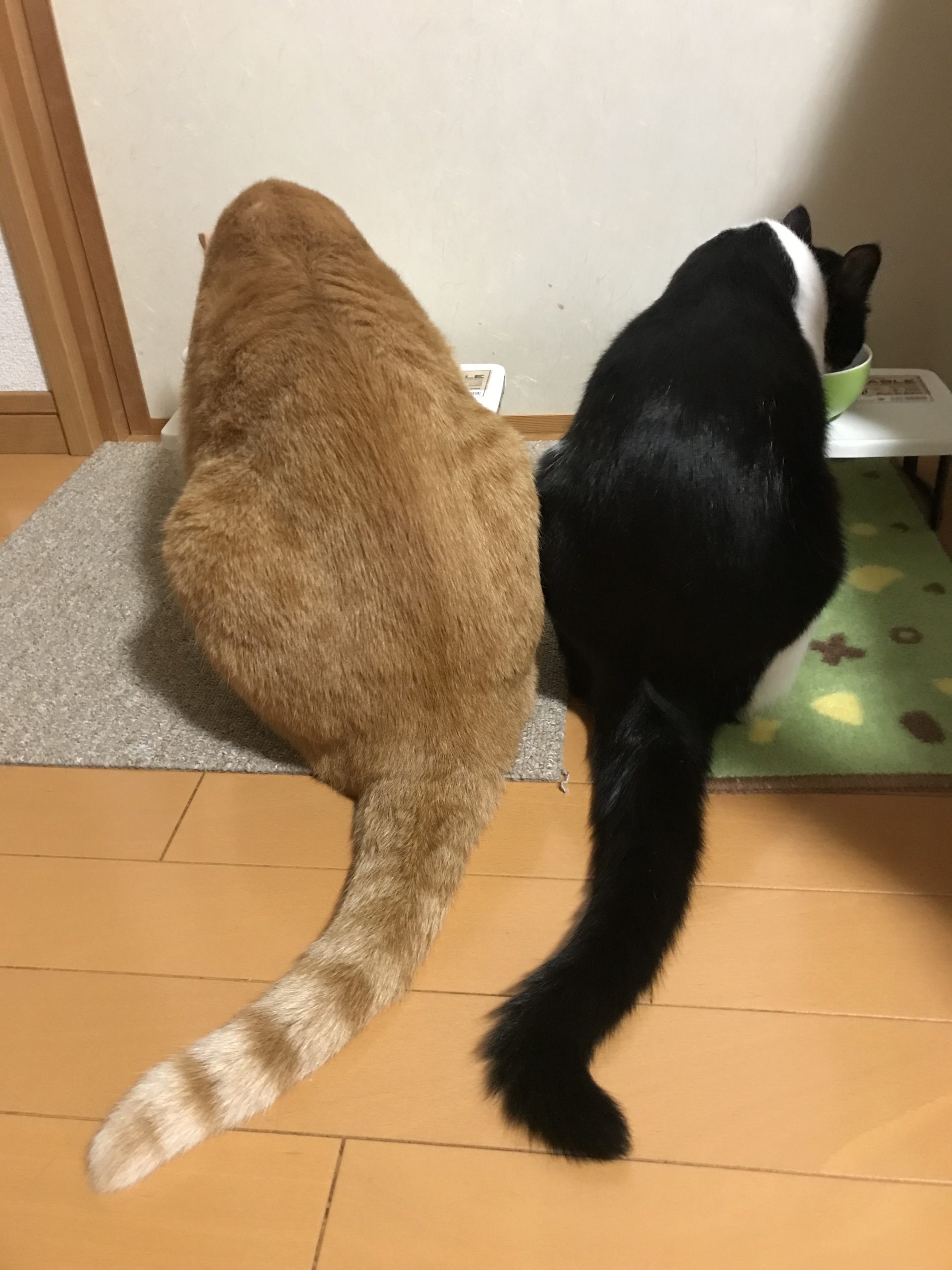 仲良く食事
