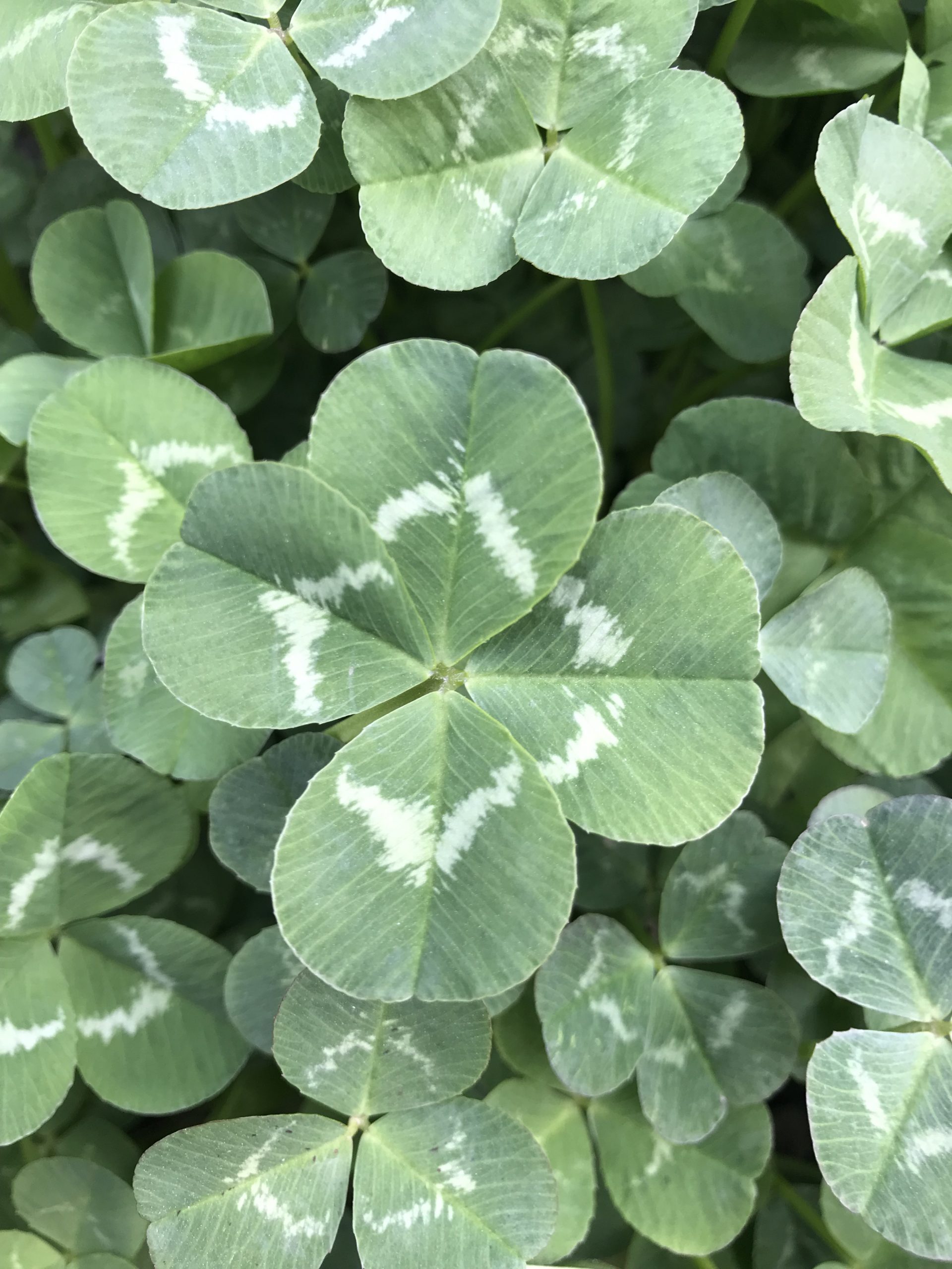 happy clover