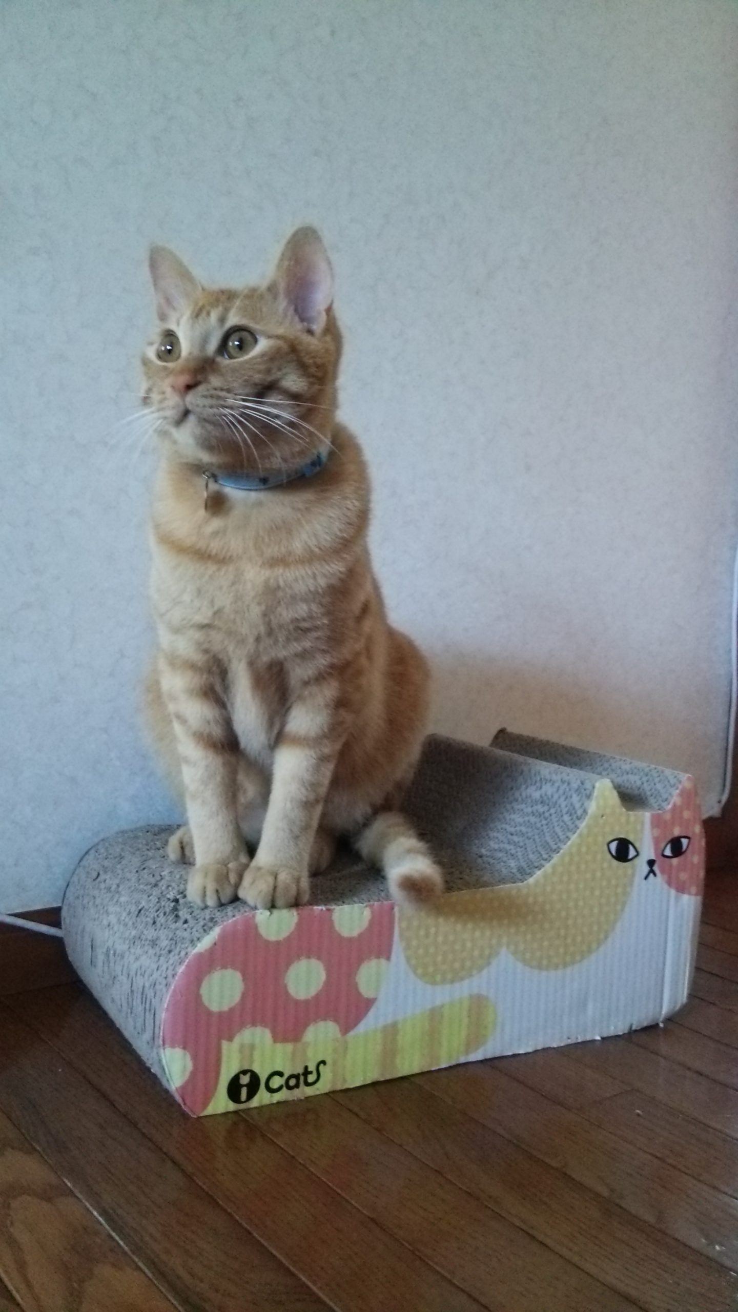 おすましレオン
