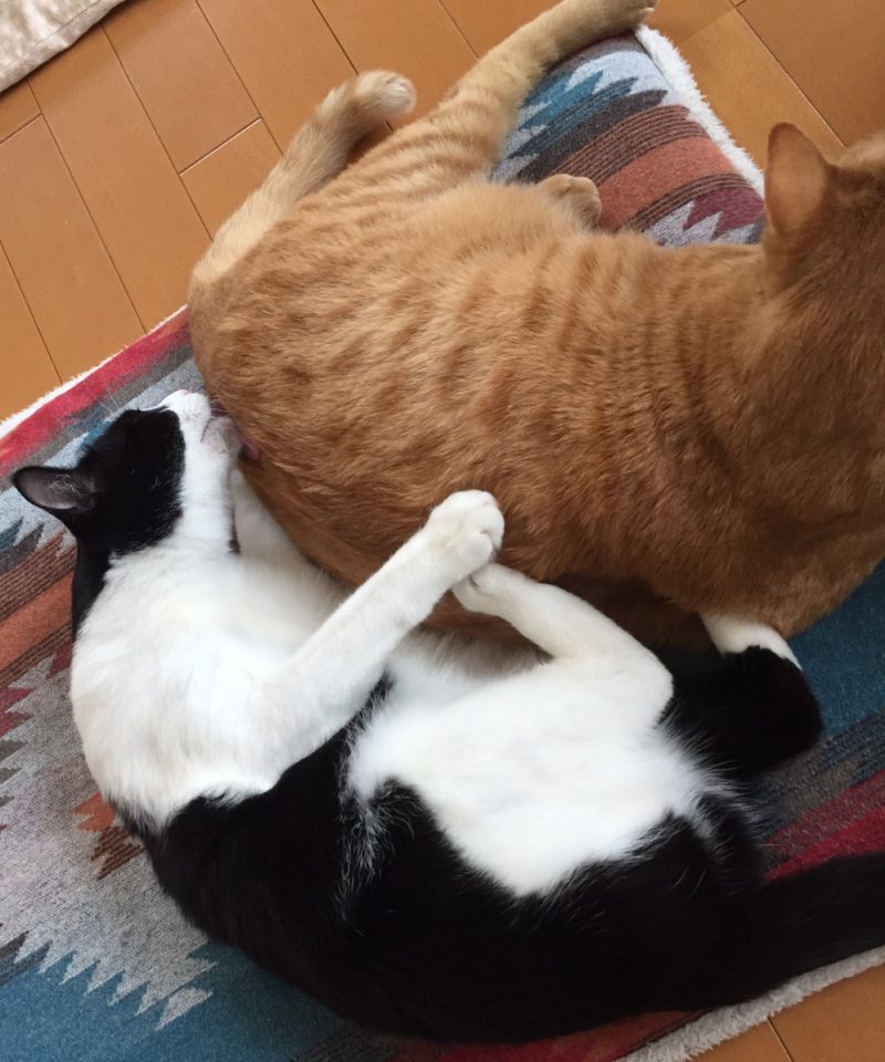 白と黒