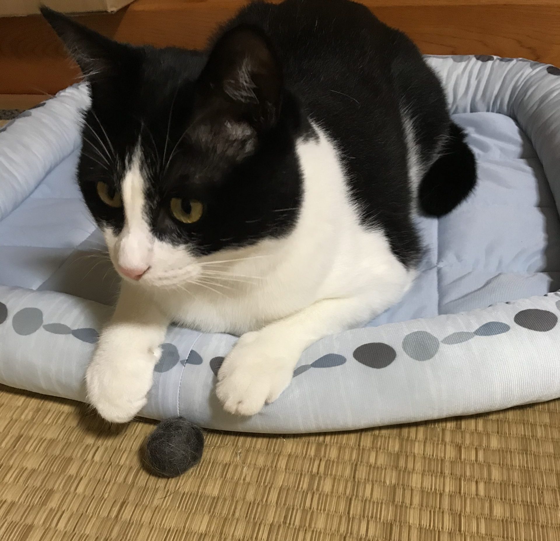 ノア毛玉
