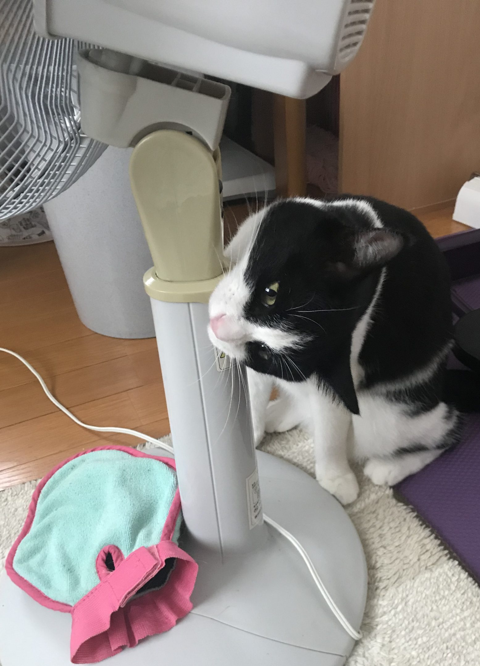 扇風機をかじるノア2
