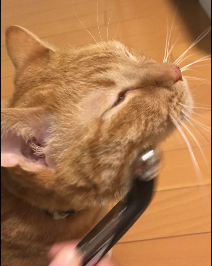 美顔猫
