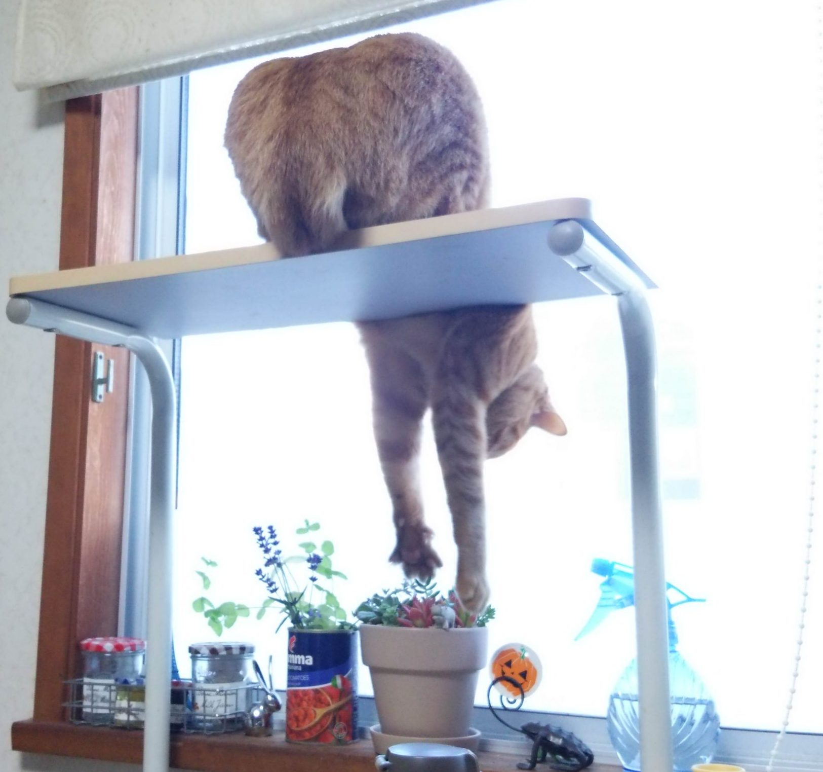 キャッチ
