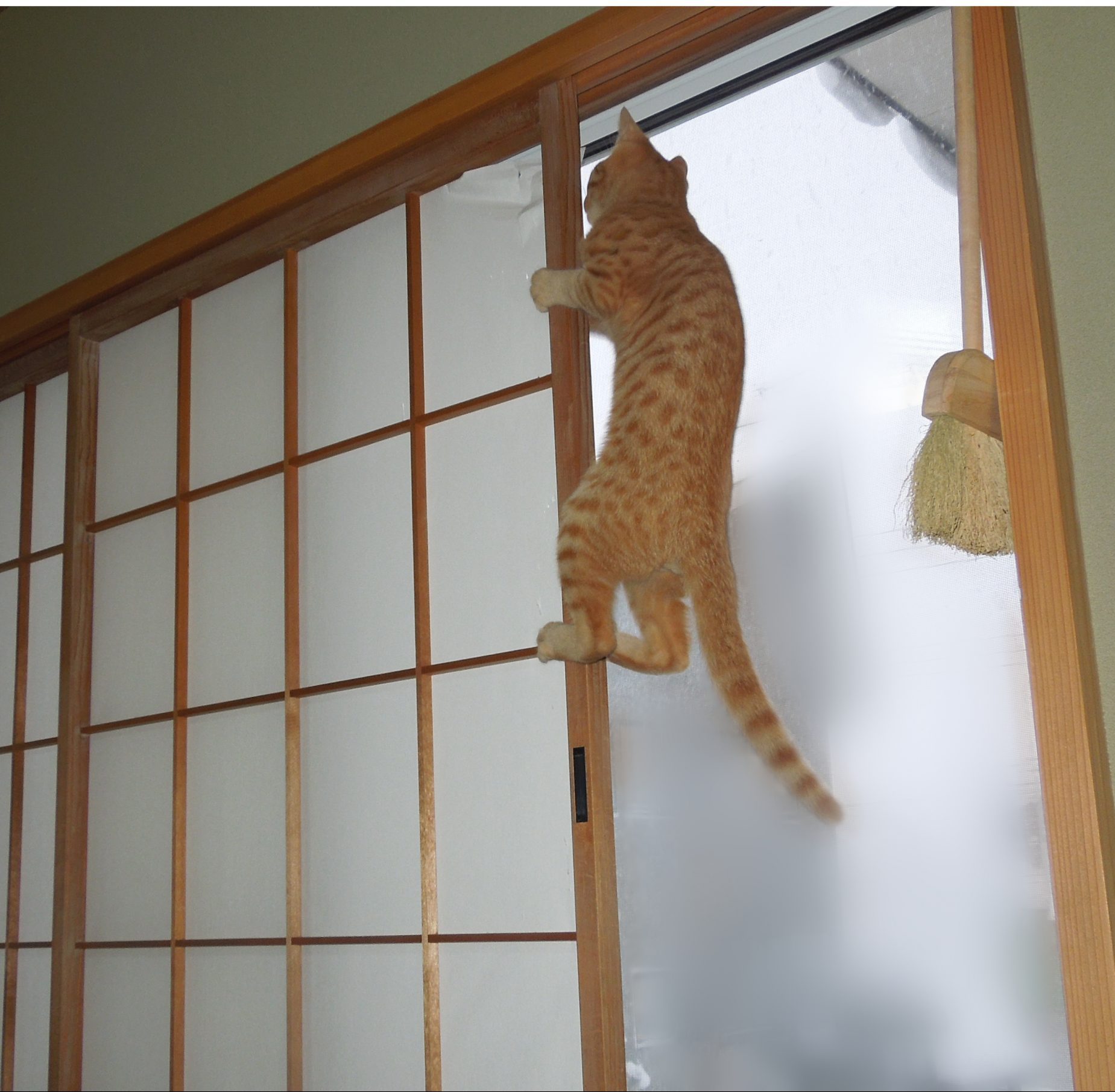 障子のぼり