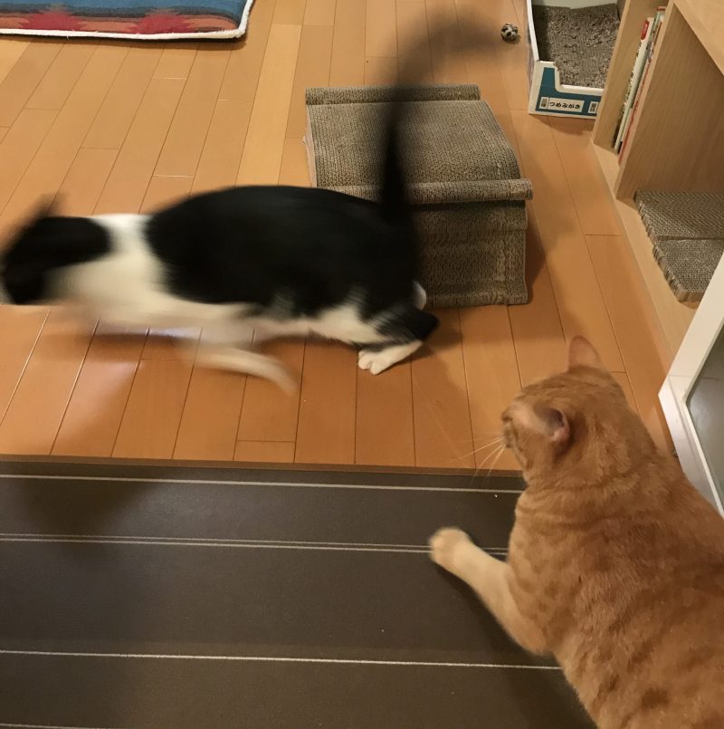 走り屋