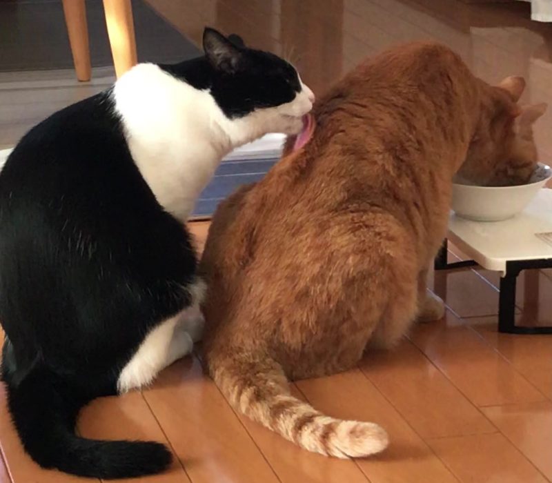 白と黒