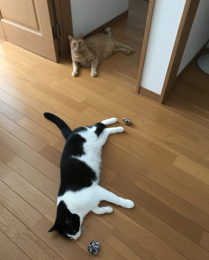 床に転がる猫