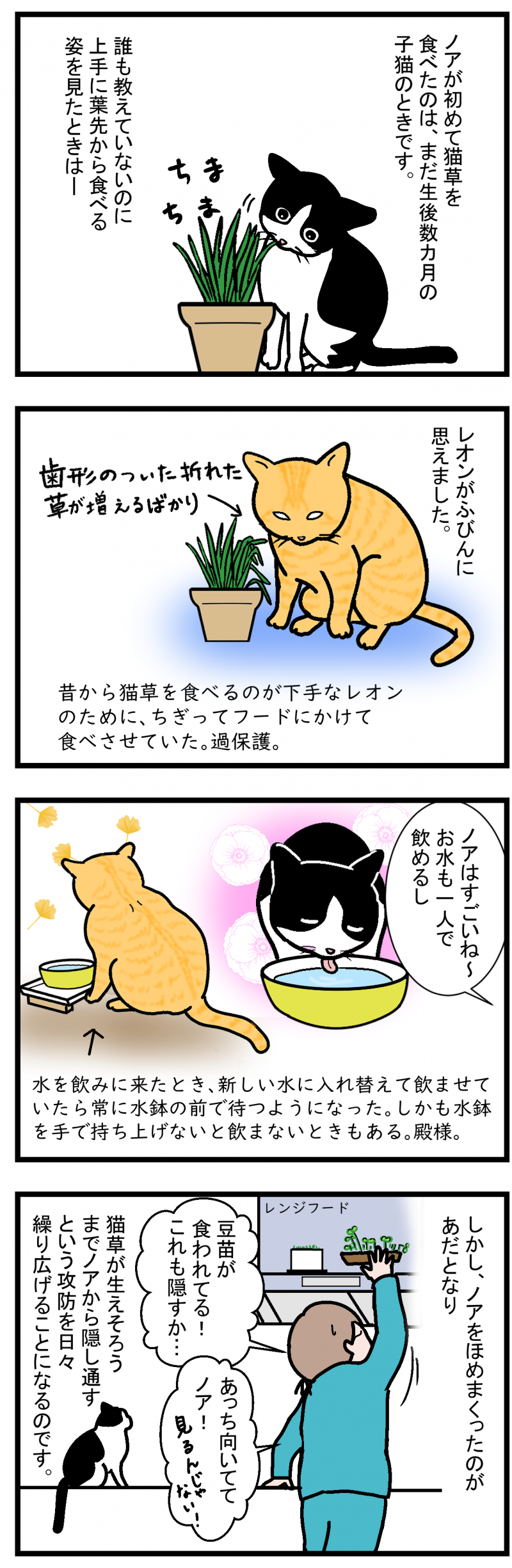 ノアレオン50-2