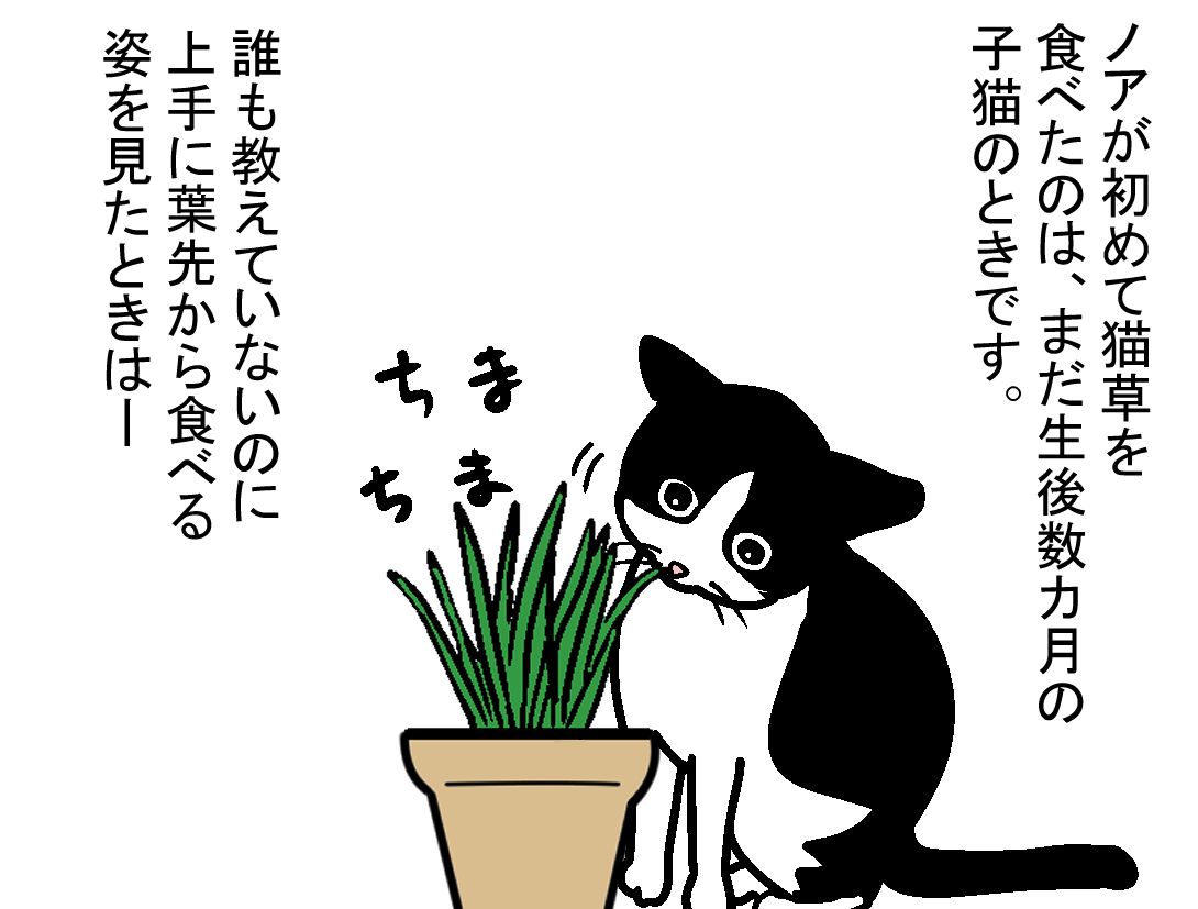 ノアレオン50