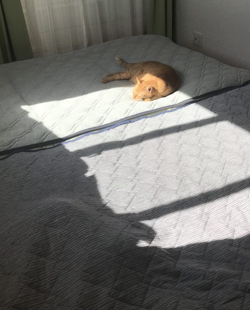レオンの特技