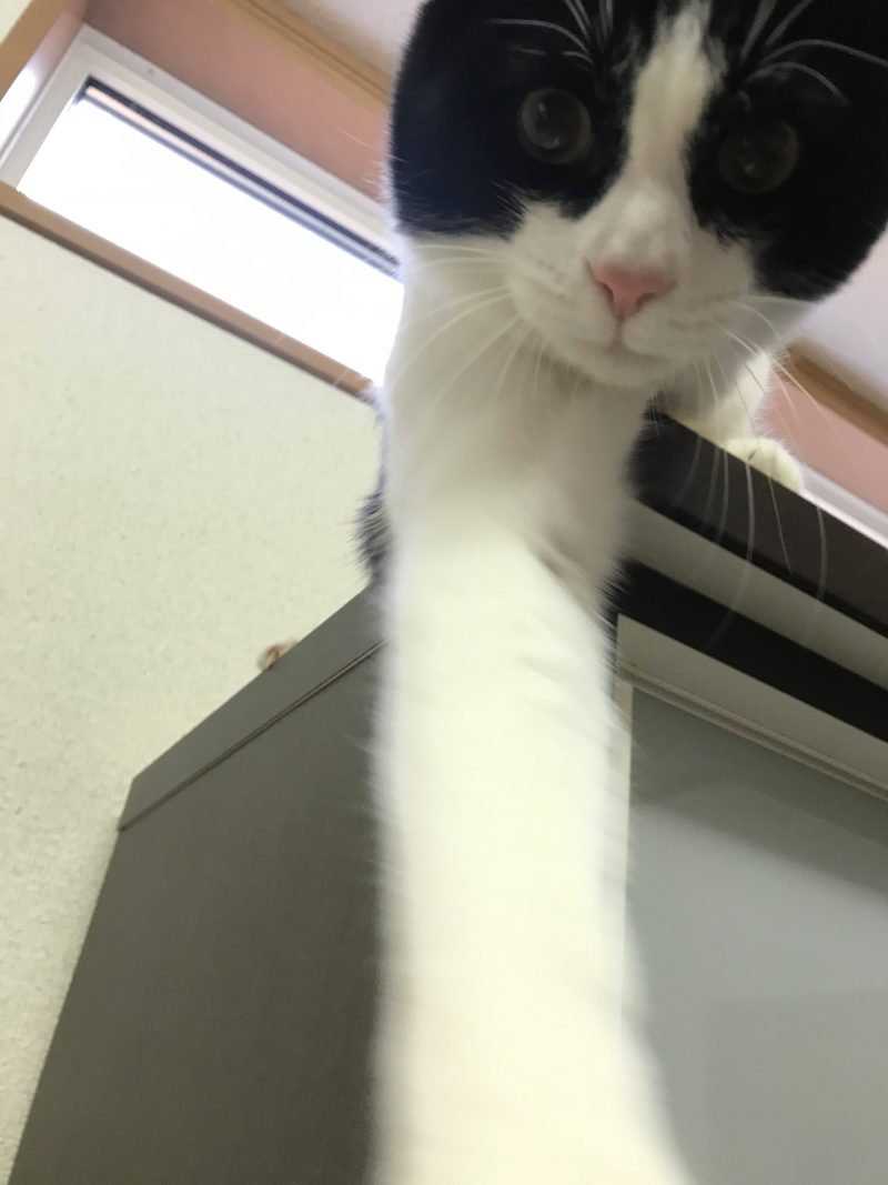 助けてノア