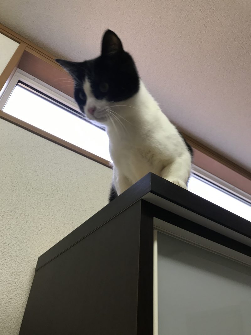 食器棚ノア