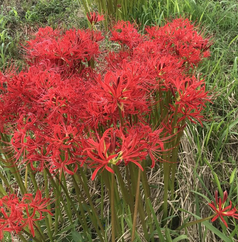 彼岸花