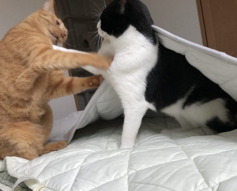 ノアレオン遊び