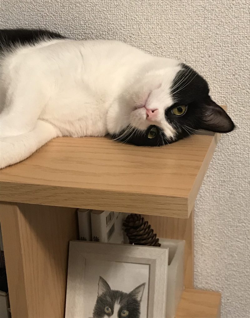 ごろんノア