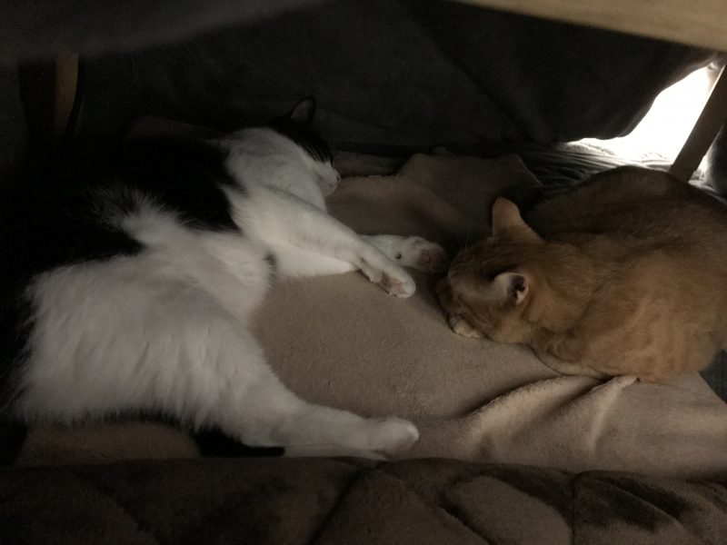 こたつで仲良く