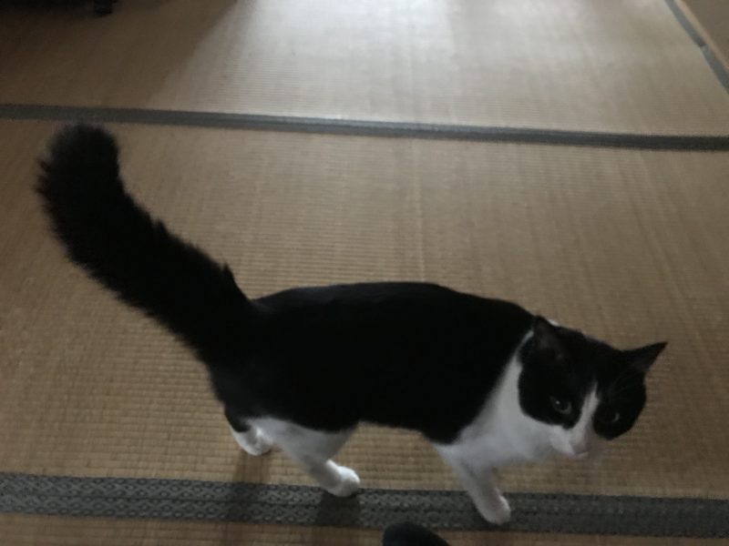 しっぽボンバー右向き