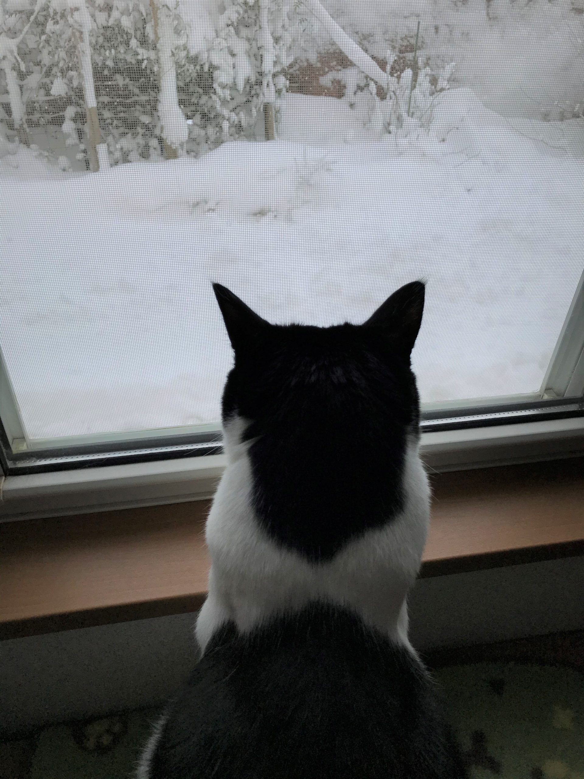 雪見ノア