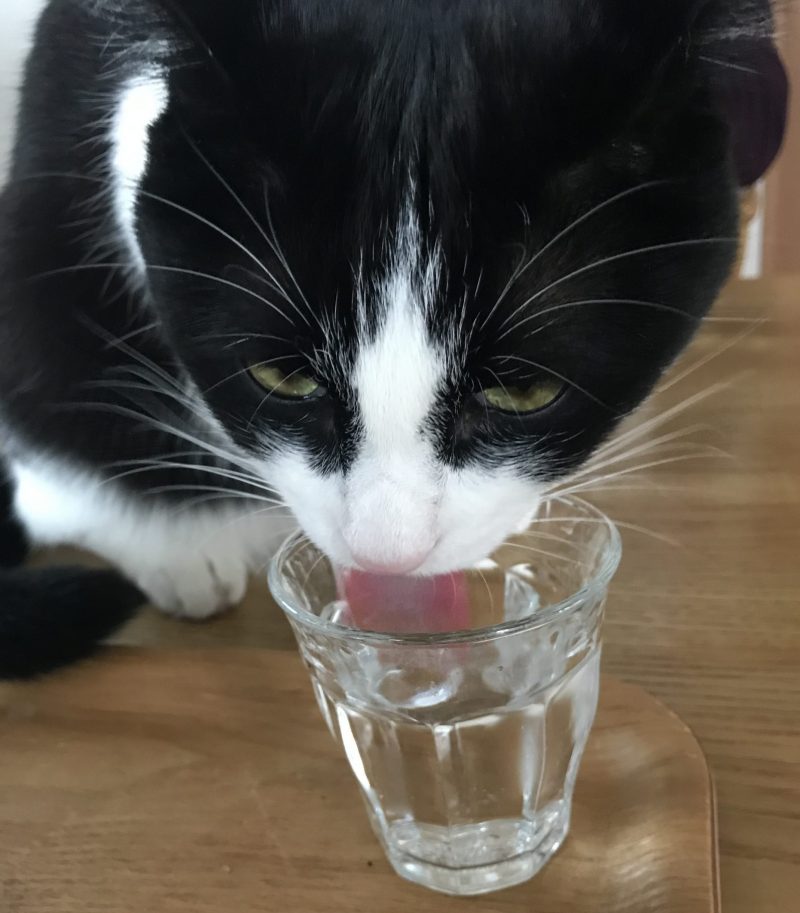 コップ水ノア